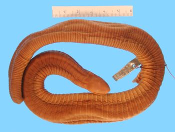 Media type: image; Herpetology A-1491